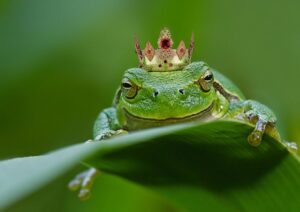 bilder mit frosch