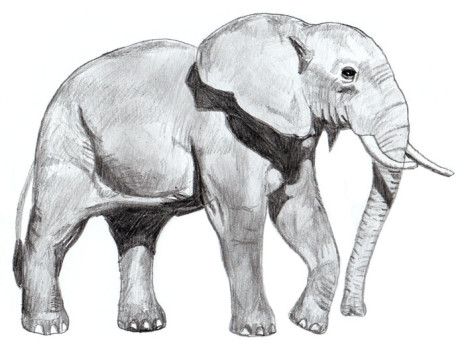 elefant malen leicht