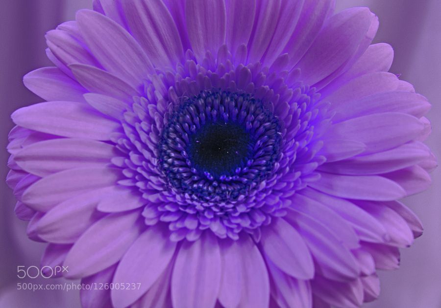 Flower fantasy 11. | Fine art photography, Art photography, Photography