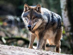 wolf bild kostenlos