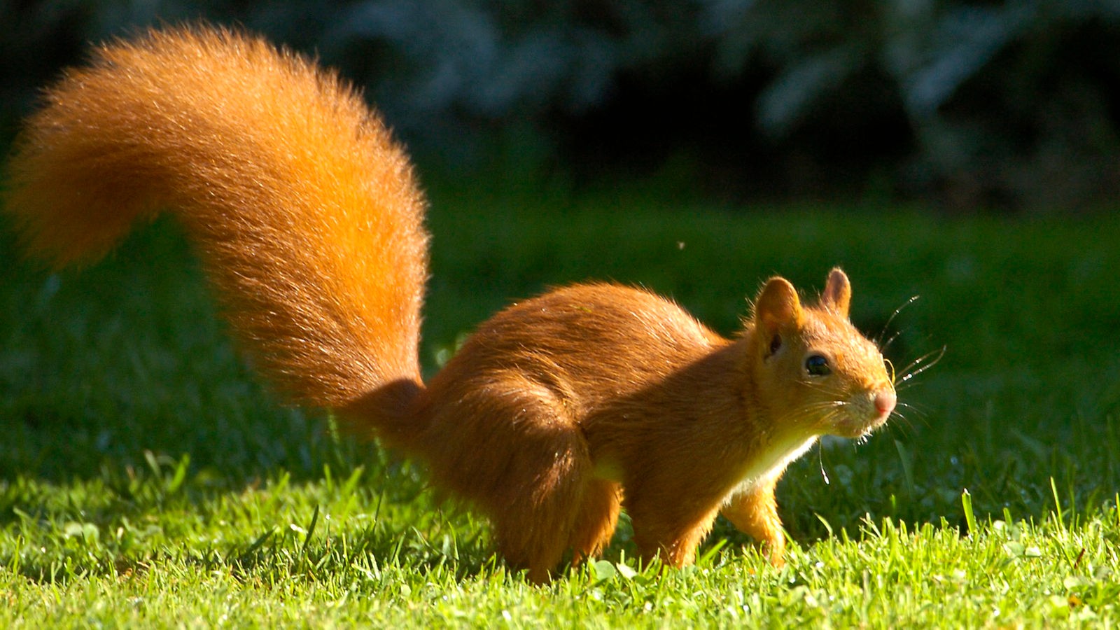 Tiere im Wald: Tiere im Wald - Tierwelt - Natur - Planet Wissen