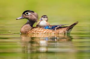 süße enten bilder