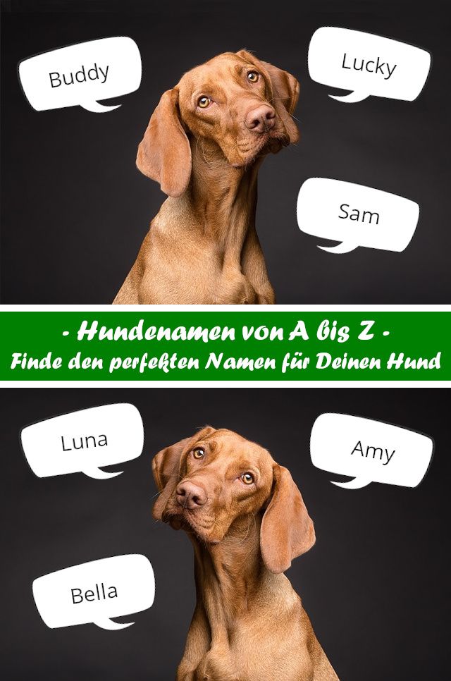 hunde namen jungs