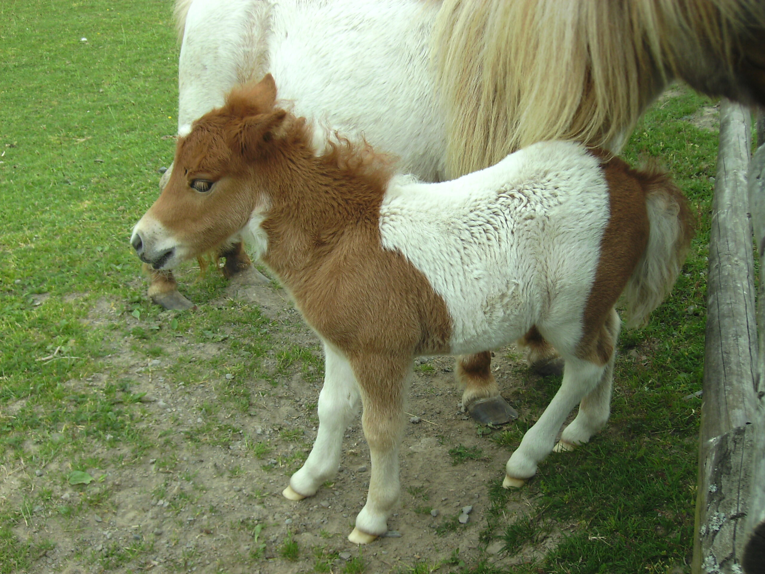 pony bilder