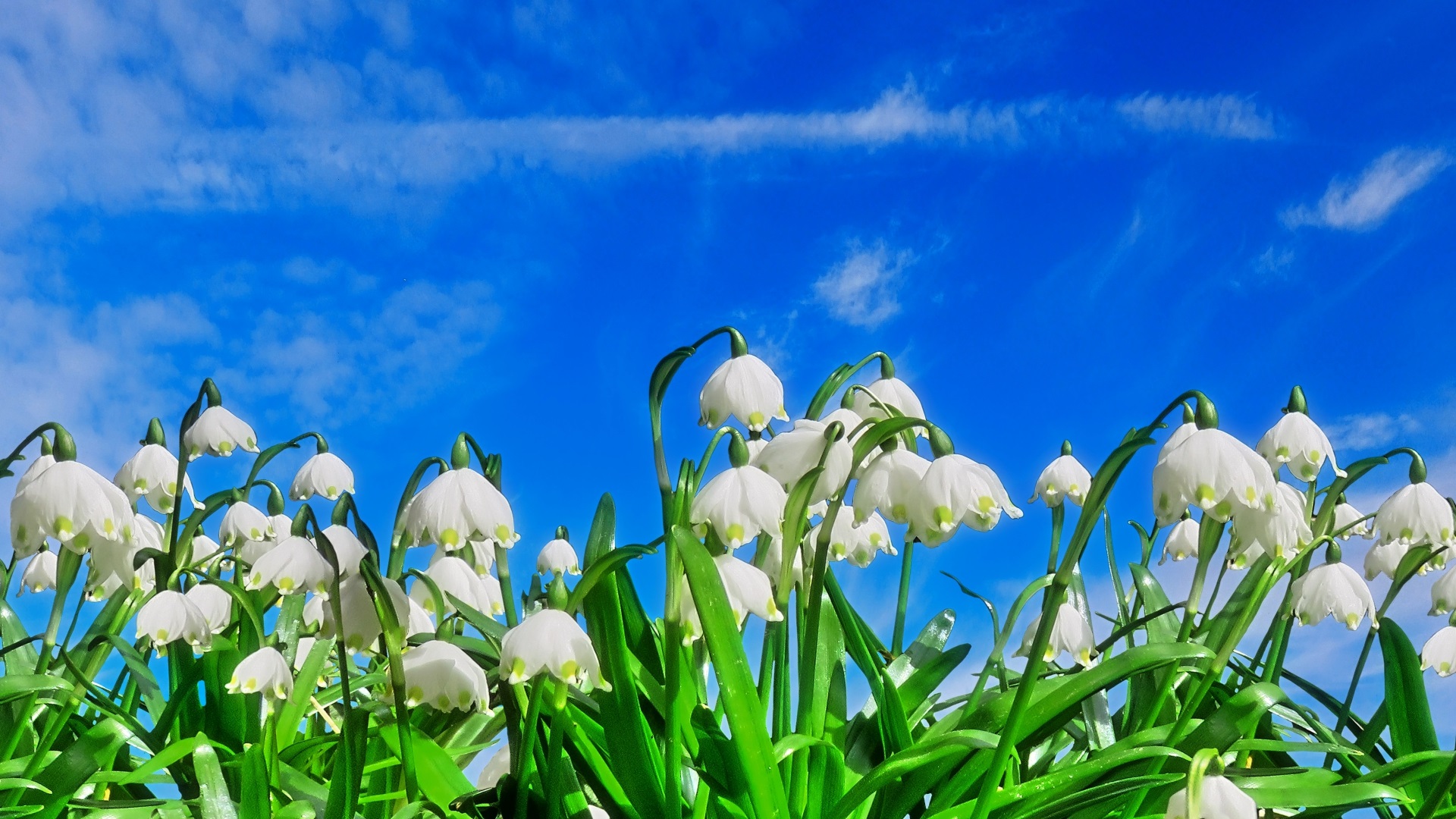 Blumenbilder Frühling Kostenlos