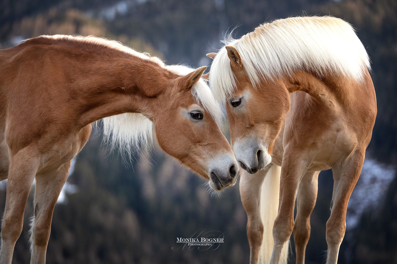 Pferde in der Natur - Monika Bogner Photography