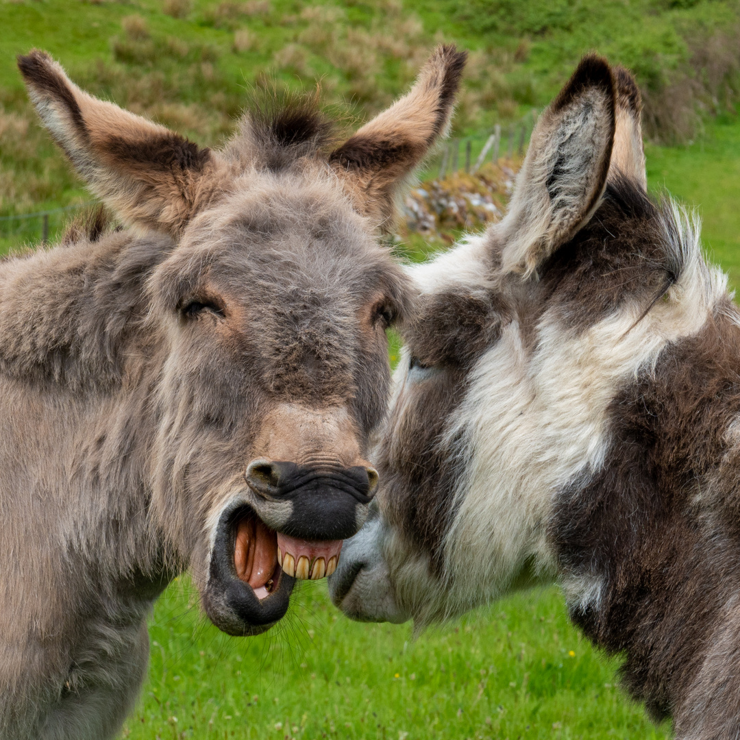 Hilfe für Esel - Irland Foto & Bild | world, natur, irland Bilder auf