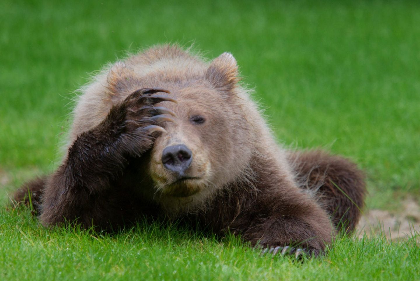 Die lustigsten Tierfotos 2018 | BRIGITTE.de