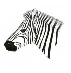 zebra zeichnung