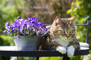 geburtstag katze bild