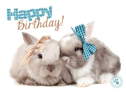 geburtstag hase lustig