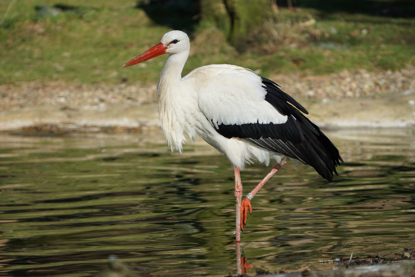 Ein Storch wie man ihn kennt Foto & Bild | tiere, zoo, wildpark