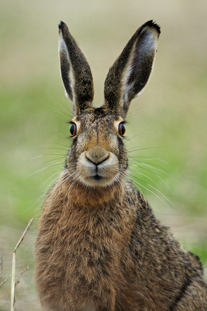 Hase 9 2012 (Forum für Naturfotografen)