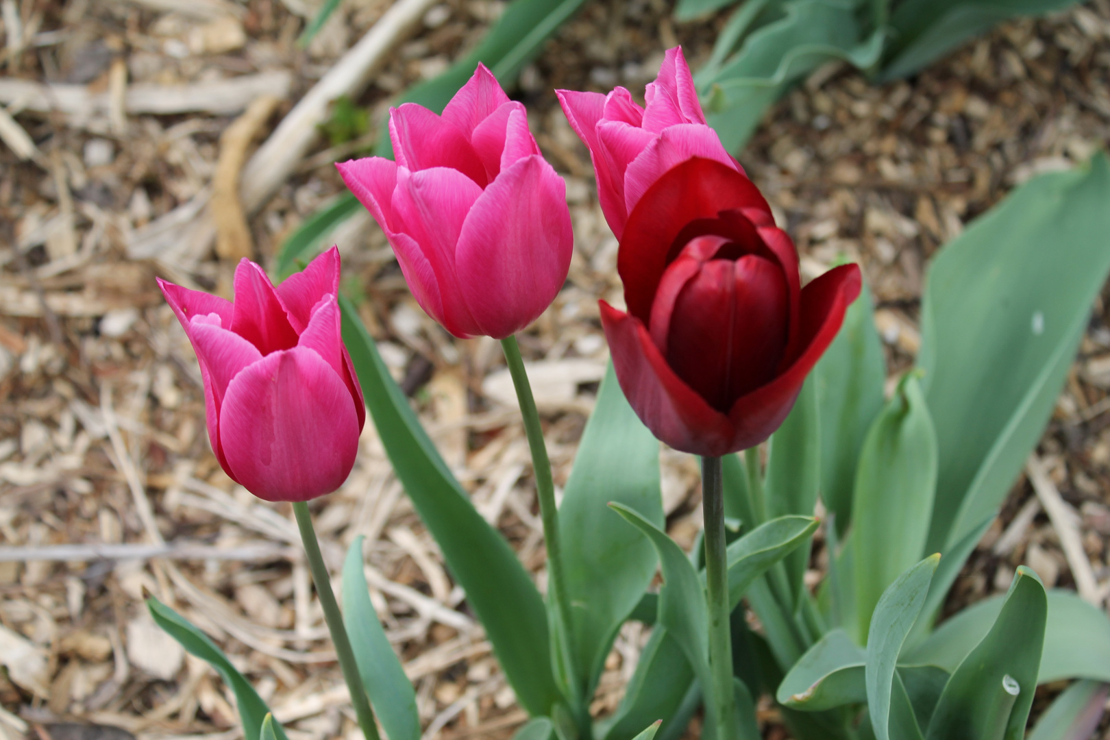 tulpen bilder kostenlos