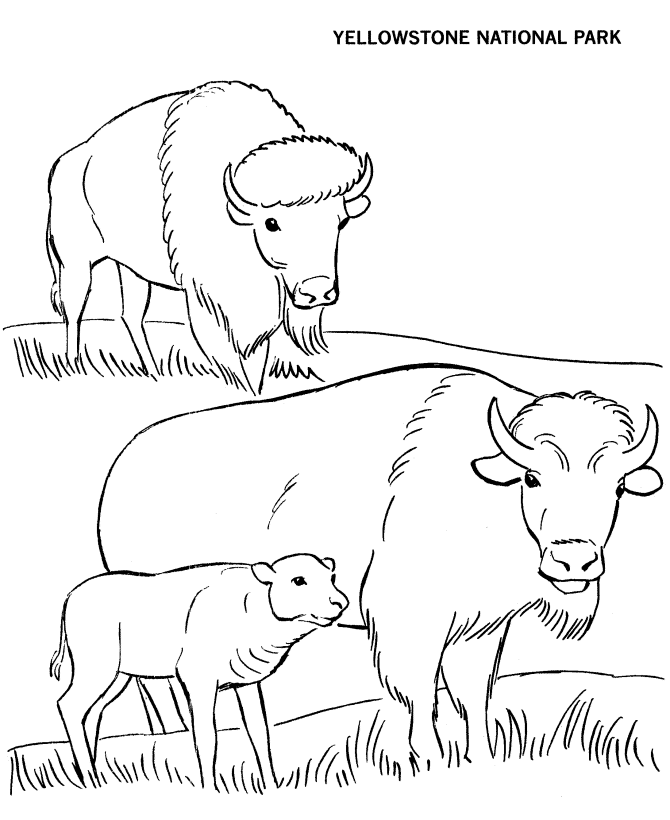 yellowstone coloring page