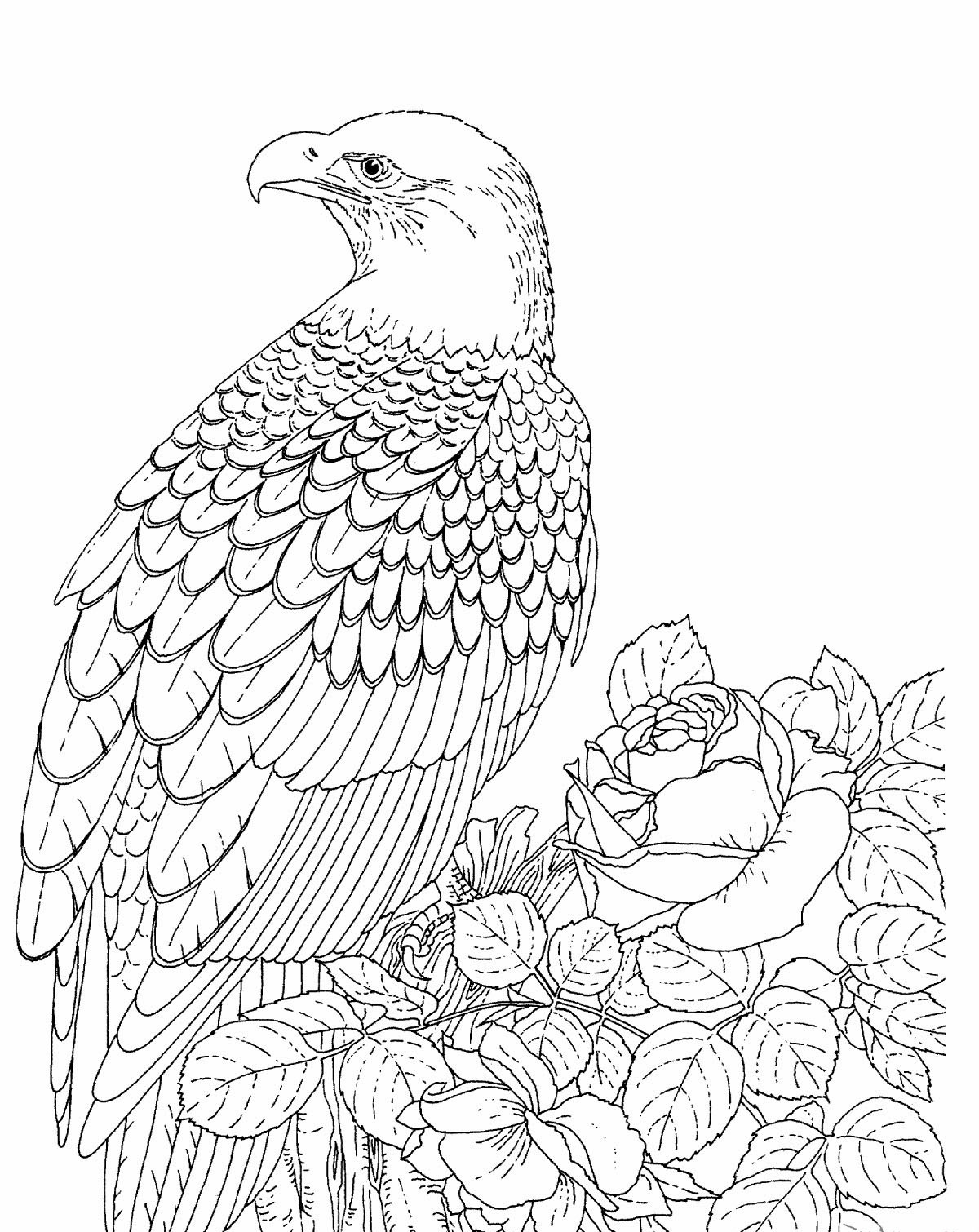 eagle coloring pages for adults