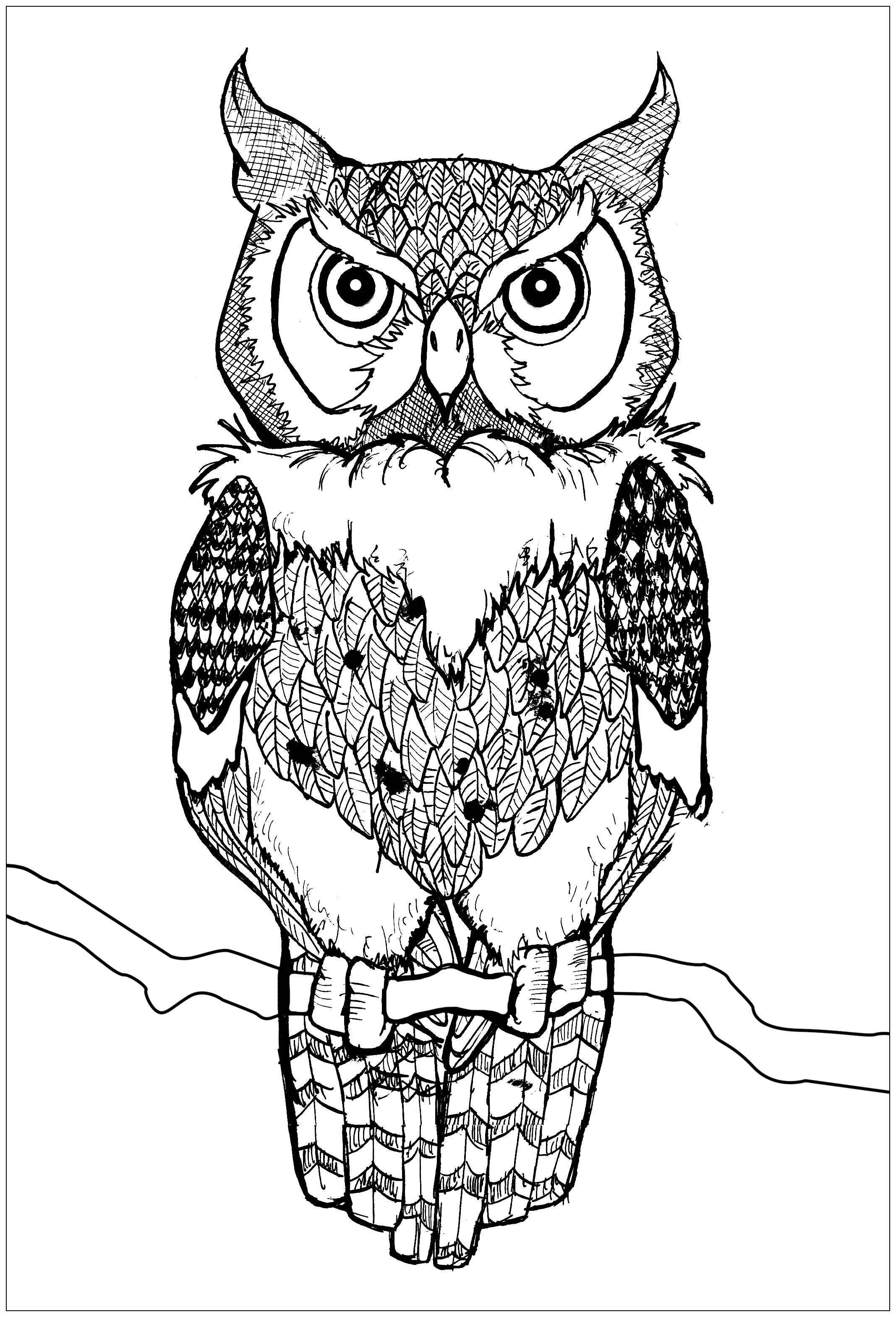 Free owl drawing to download and color - Owls Kids Coloring Pages