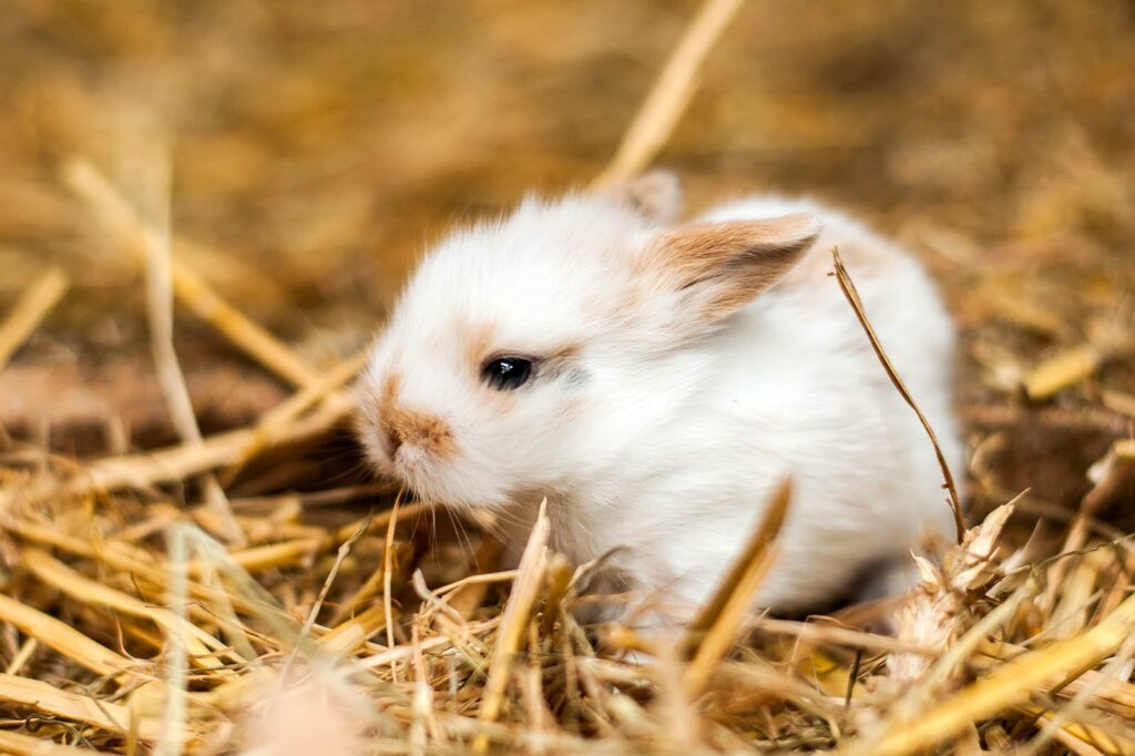 9 süße Tierbabys, die nicht sterben wollen