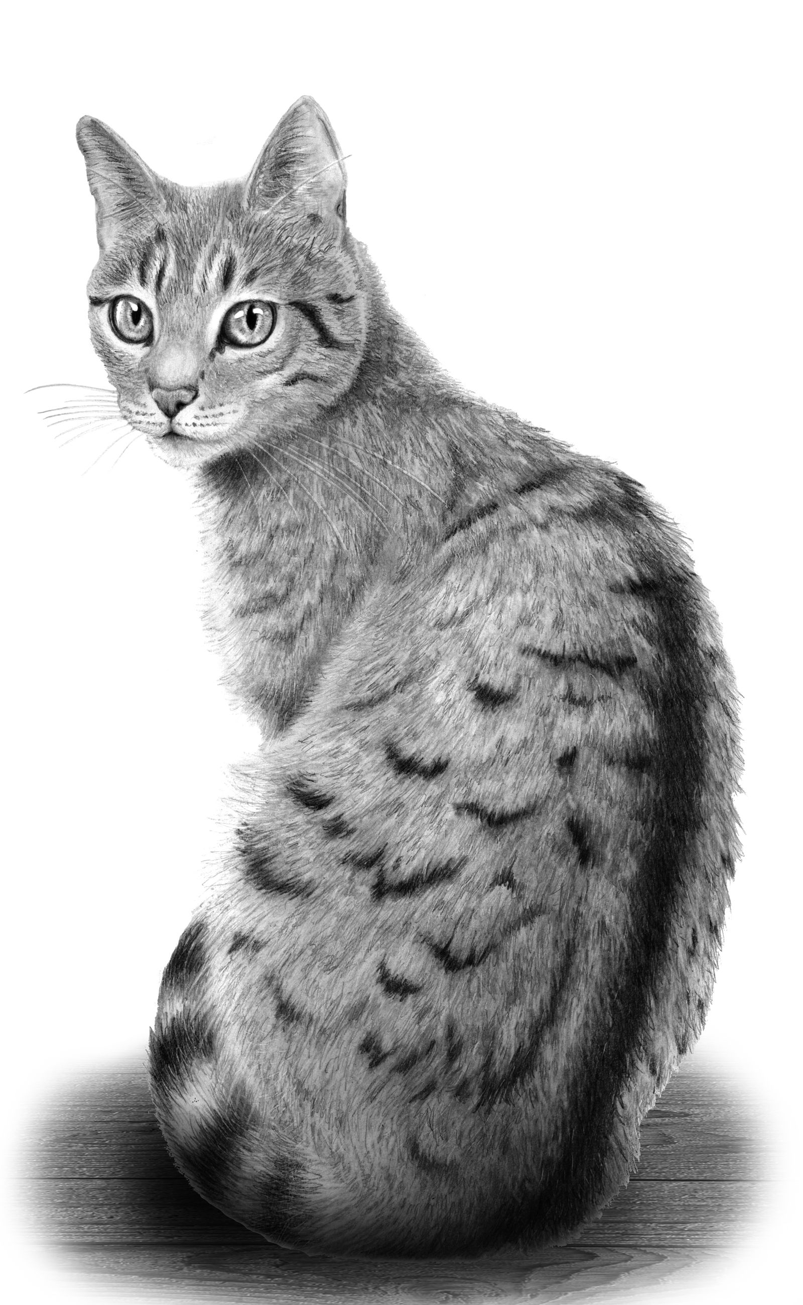 Sehr schöne Zeichnung... Pencil Drawings Of Animals, Animal Sketches