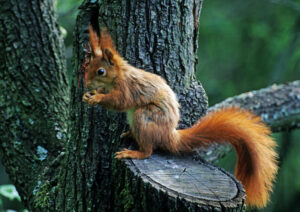 bilder eichhörnchen kostenlos