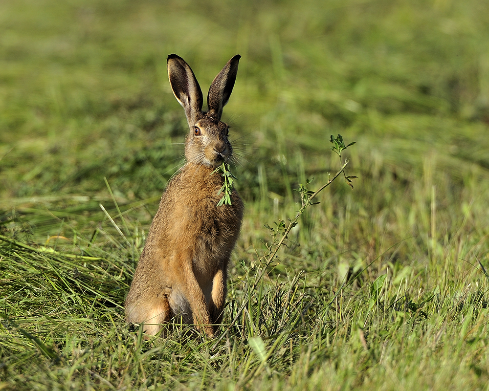 Feldhase beim Fressen Foto & Bild | tiere, tierdetails, feldhase Bilder