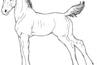 foal coloring pages