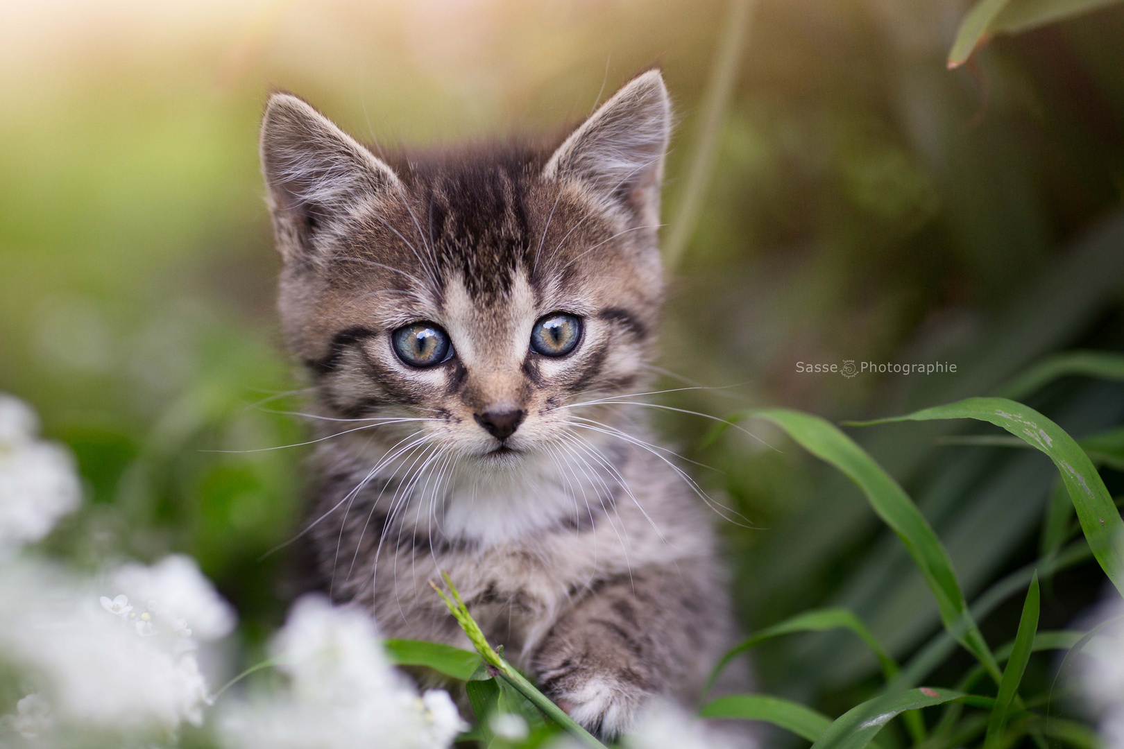 süße katzen bilder kostenlos