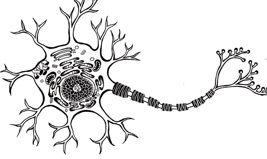 neuron coloring page