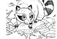 raccoon coloring page free