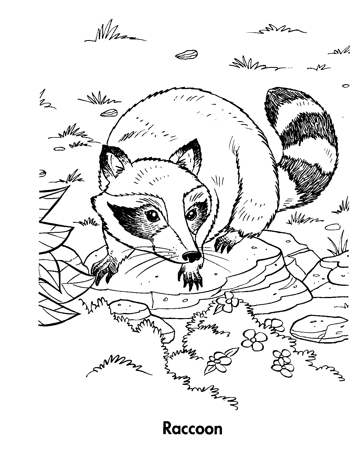 raccoon coloring page free