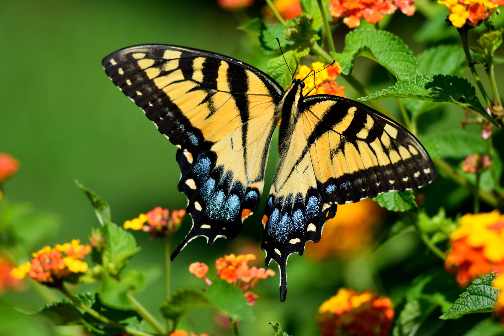 bilder schmetterling kostenlos