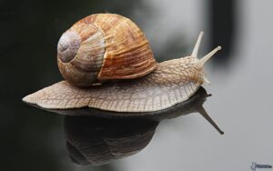 bild von schnecke