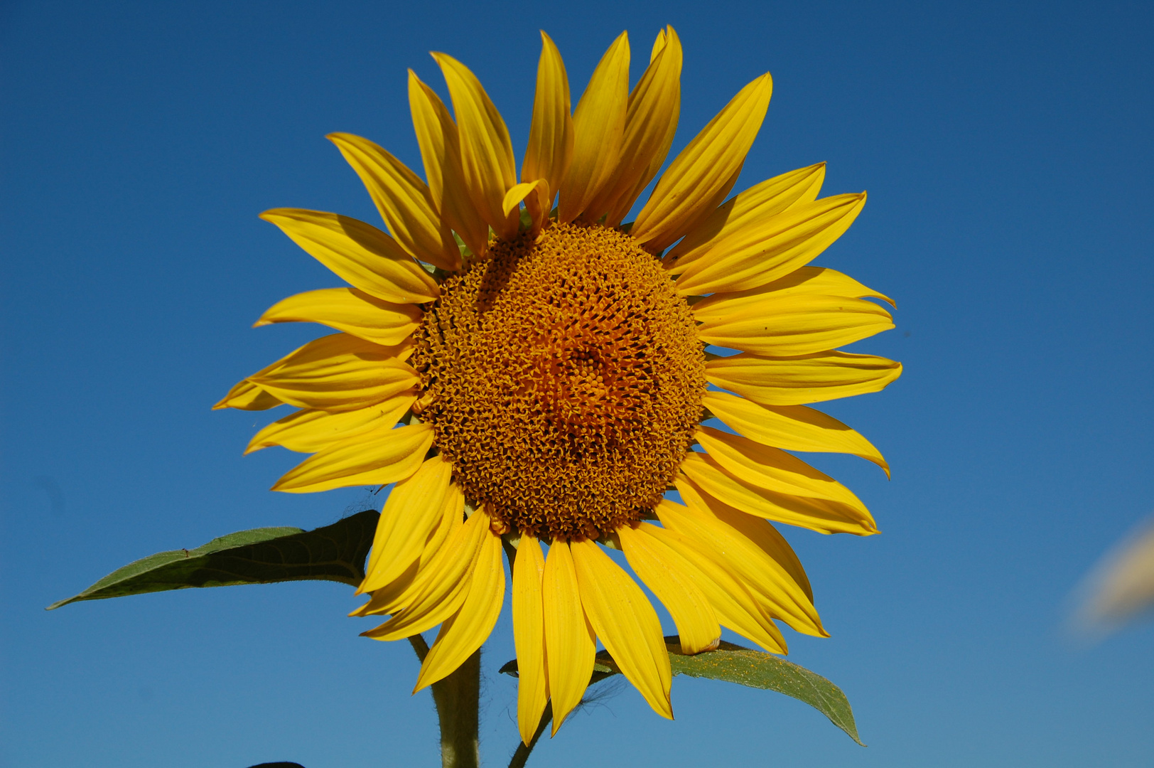 sonnenblume bilder