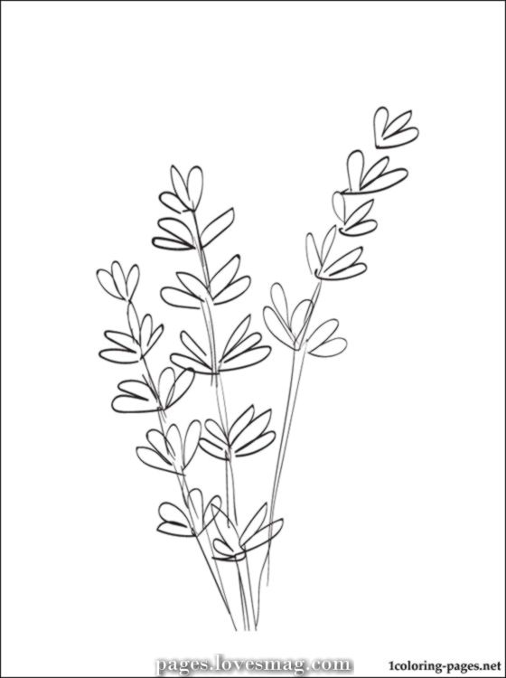 lavender coloring page