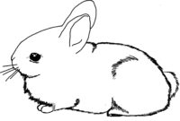 realistic rabbit coloring pages