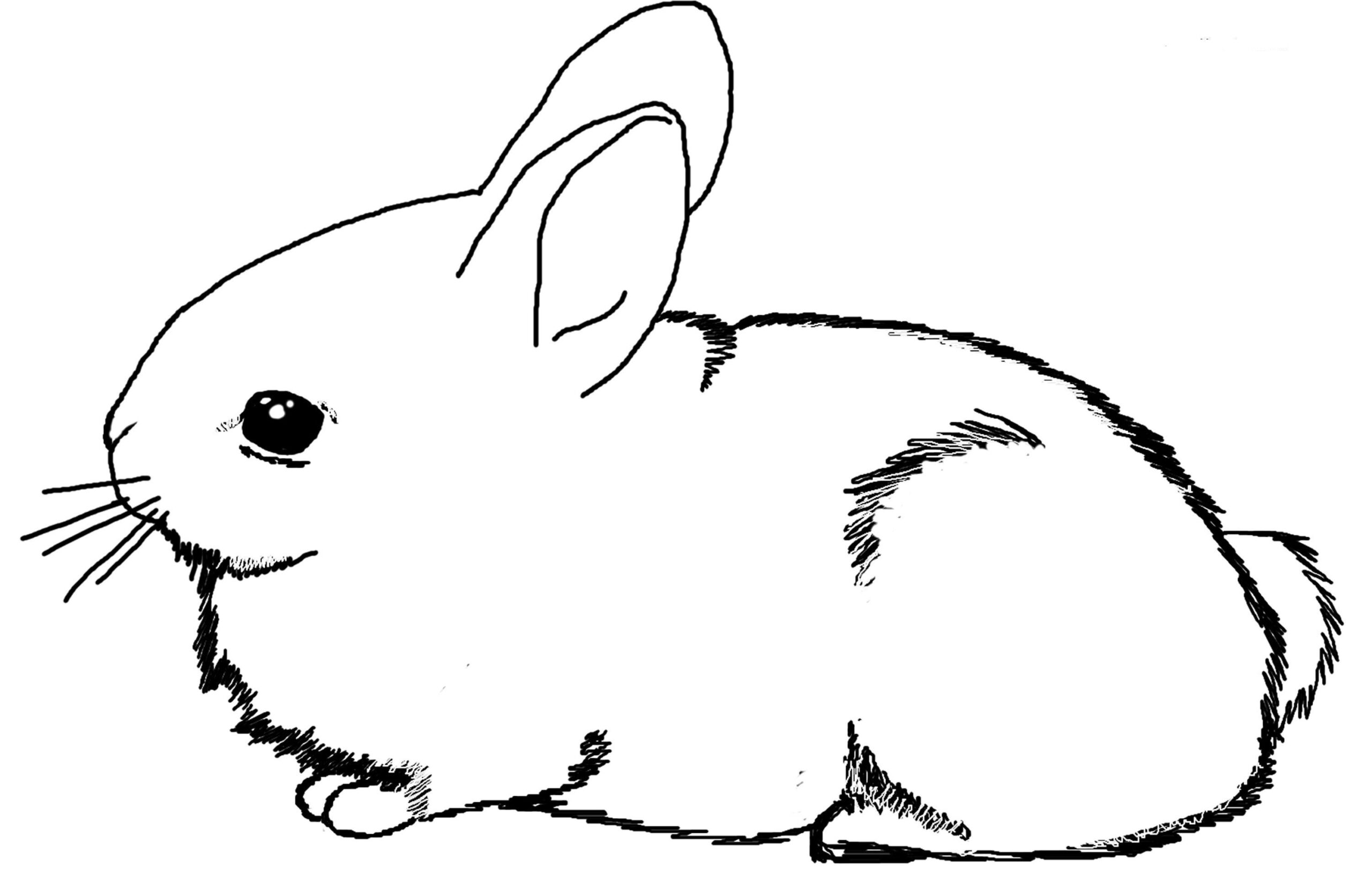 realistic rabbit coloring pages