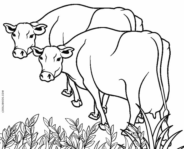 coloring pages of cows