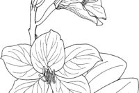 orchid coloring pages