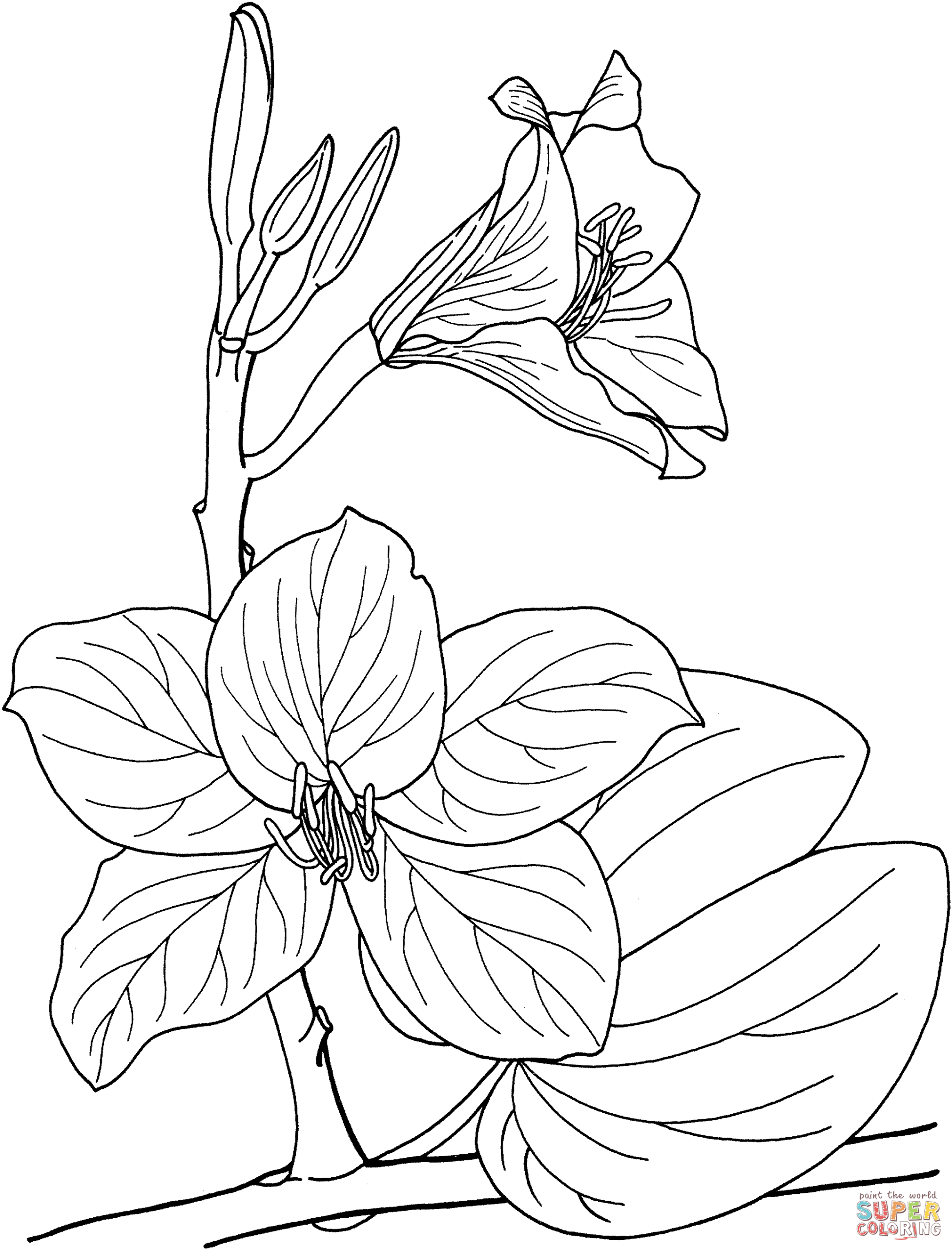 orchid coloring pages