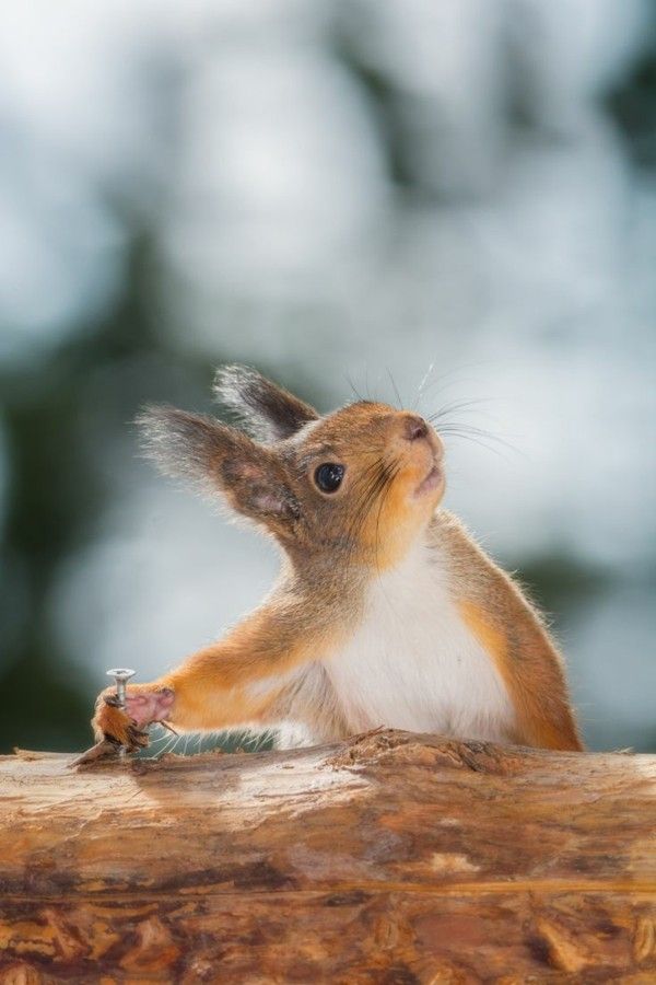 bilder süße tiere