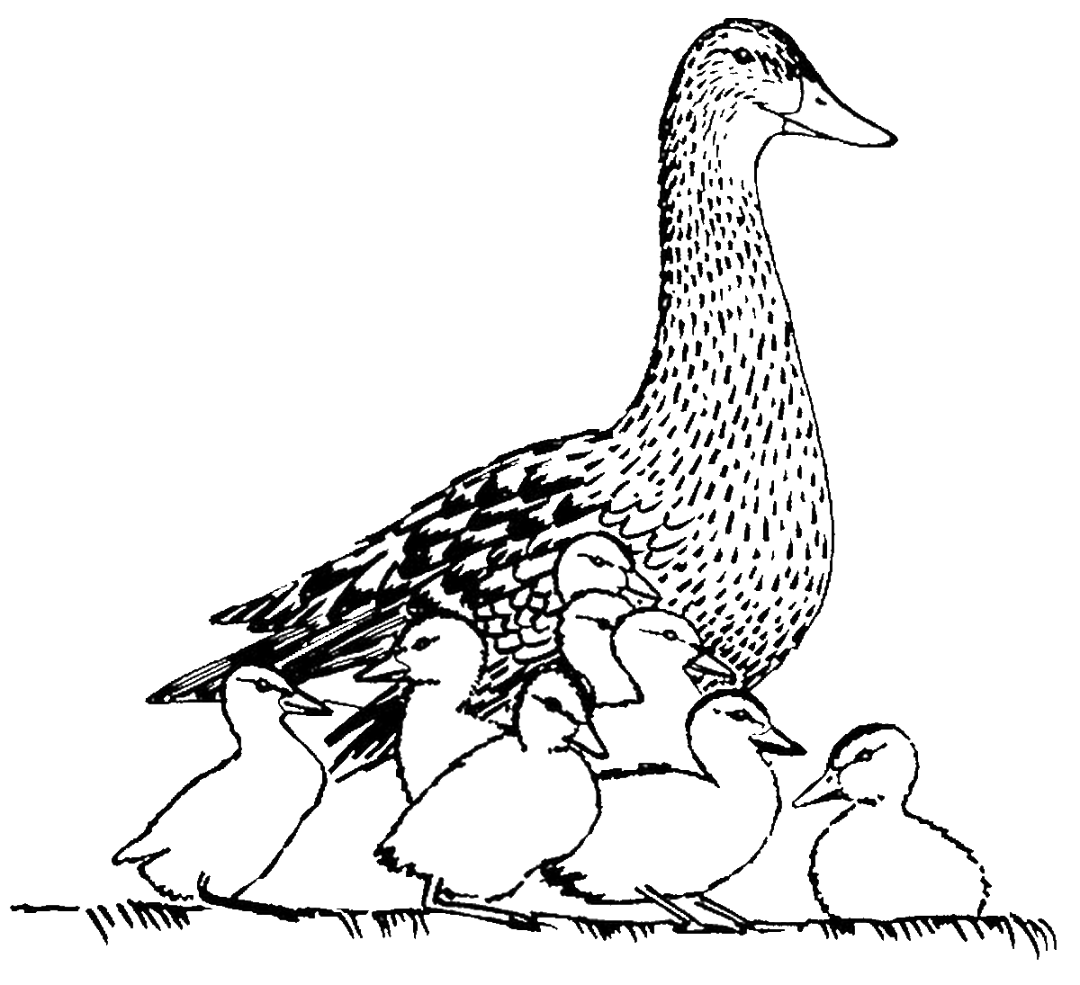 duck coloring pages printable