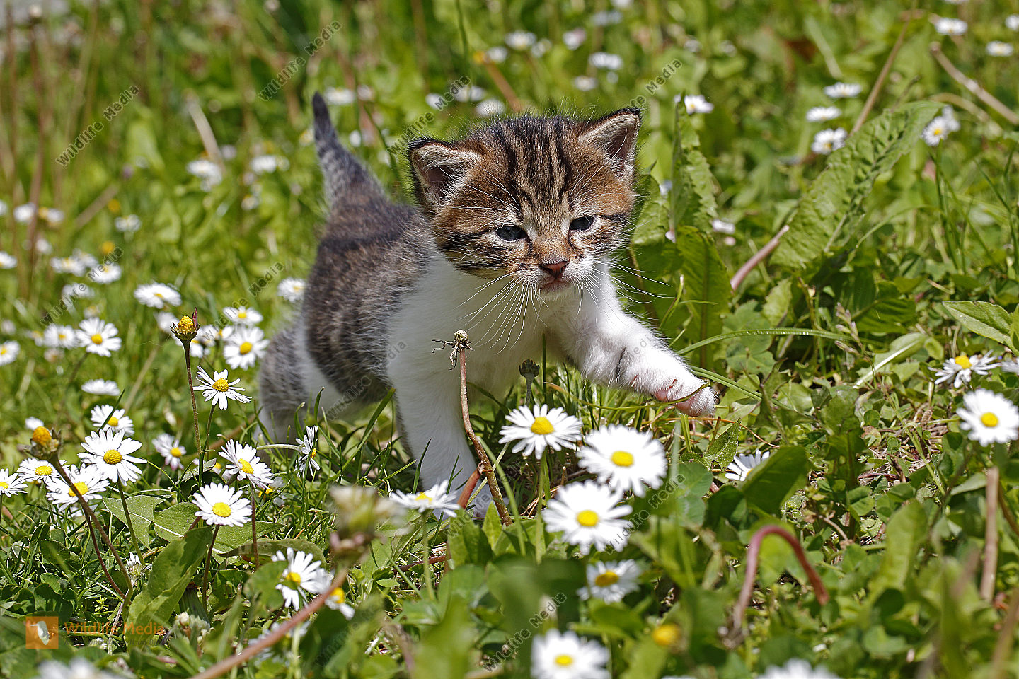 hauskatze bilder