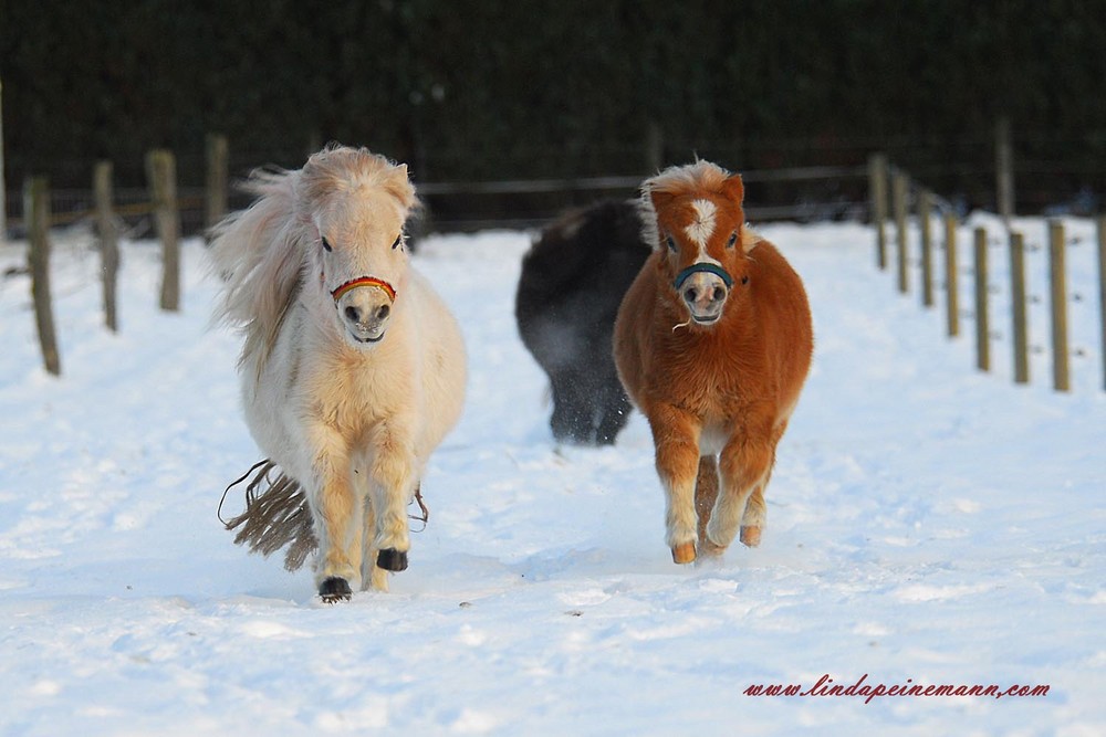 Here we come.......The Mini Shetty Gang Foto & Bild | tiere, haustiere