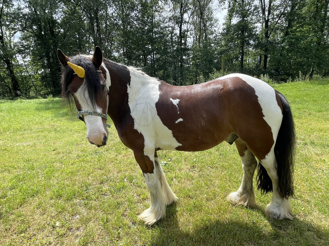 einhorn für pferd