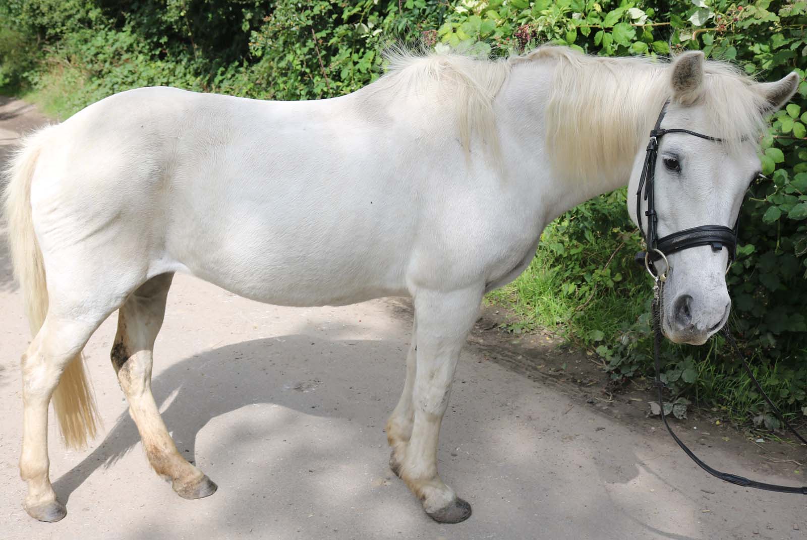 Pony Reiten auf dem Bauernhof Fehmarn Ostsee Kinder Ferien - Unsere