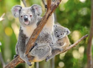 koala bilder kostenlos