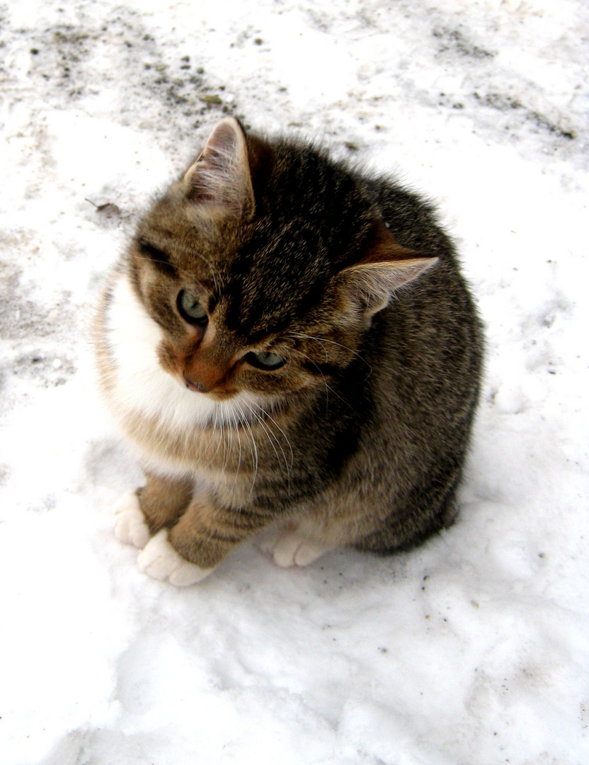 katze im schnee bilder