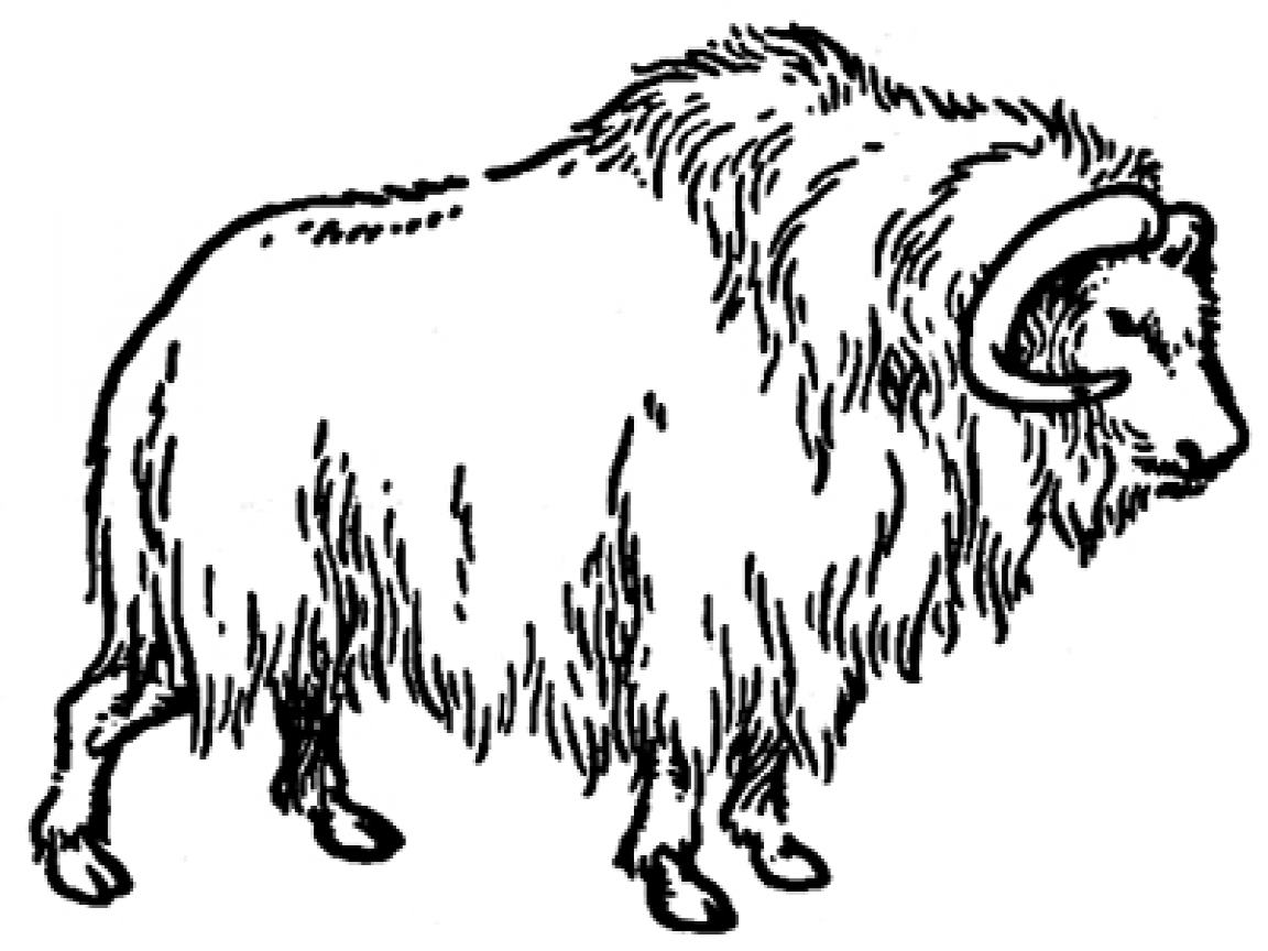 ox coloring page