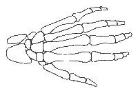 skeleton hand coloring page