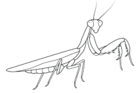 praying mantis coloring pages